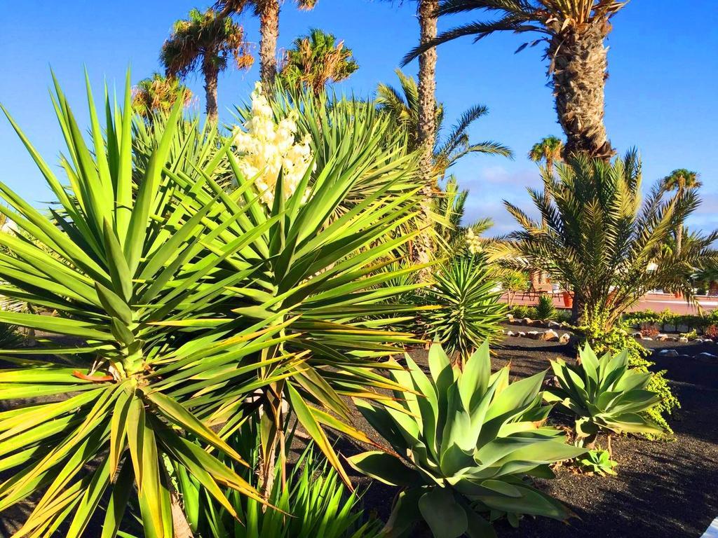 فيلا Casita Blanca, Jardin Del Sol 1 بلايا بلانكا المظهر الخارجي الصورة